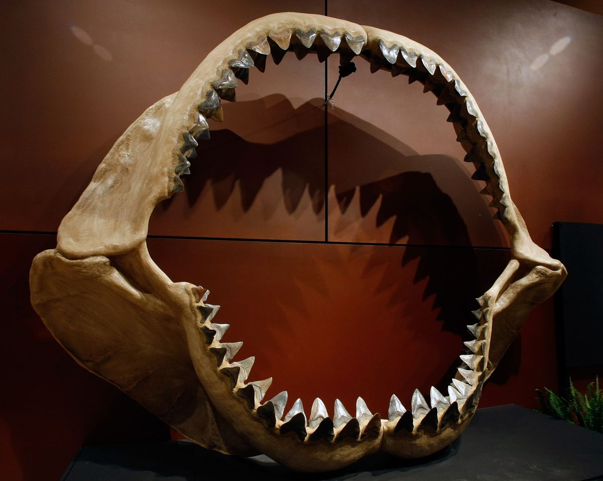 study-confirms-that-the-megalodon-was-warm-blooded