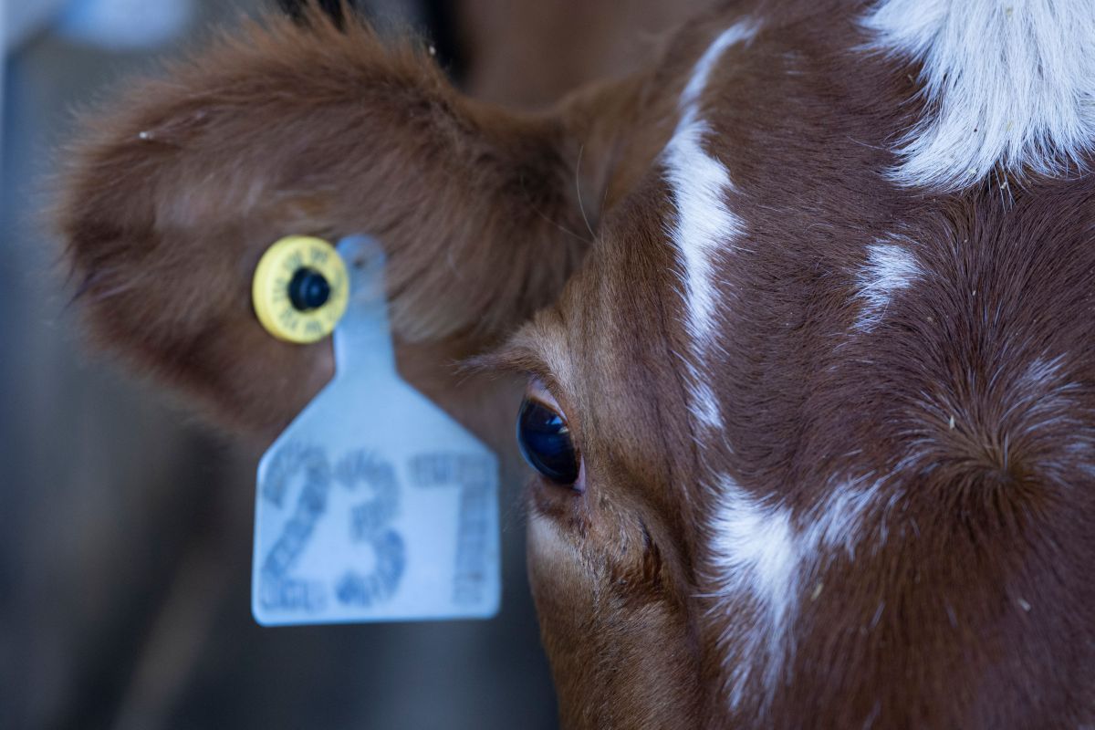 ireland-could-slaughter-200,000-cows-to-fight-climate-change