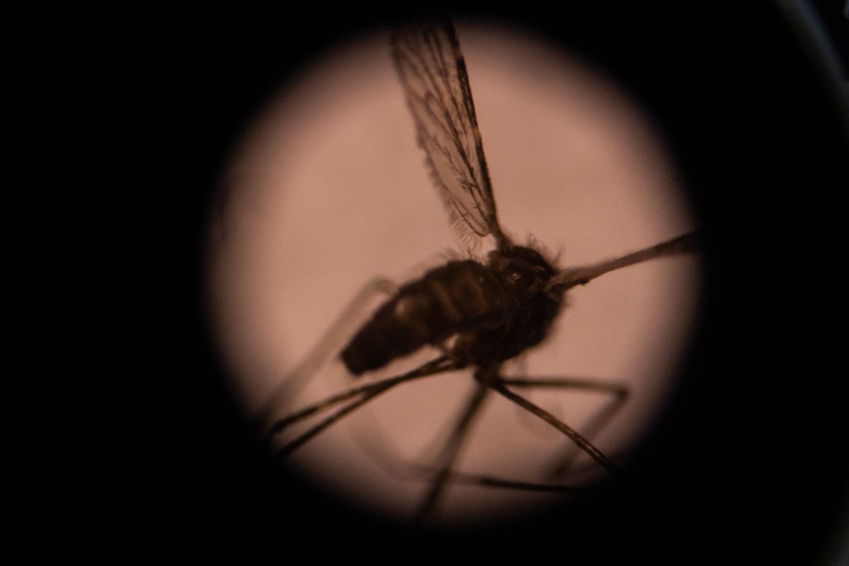 a-natural-antibiotic-is-developed-in-florida-to-stop-malaria