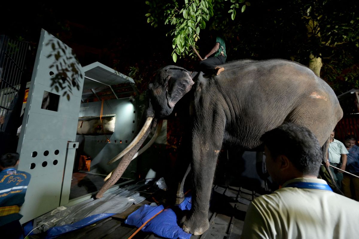 elephant-returns-to-thailand-from-sri-lanka-amid-allegations-of-mistreatment