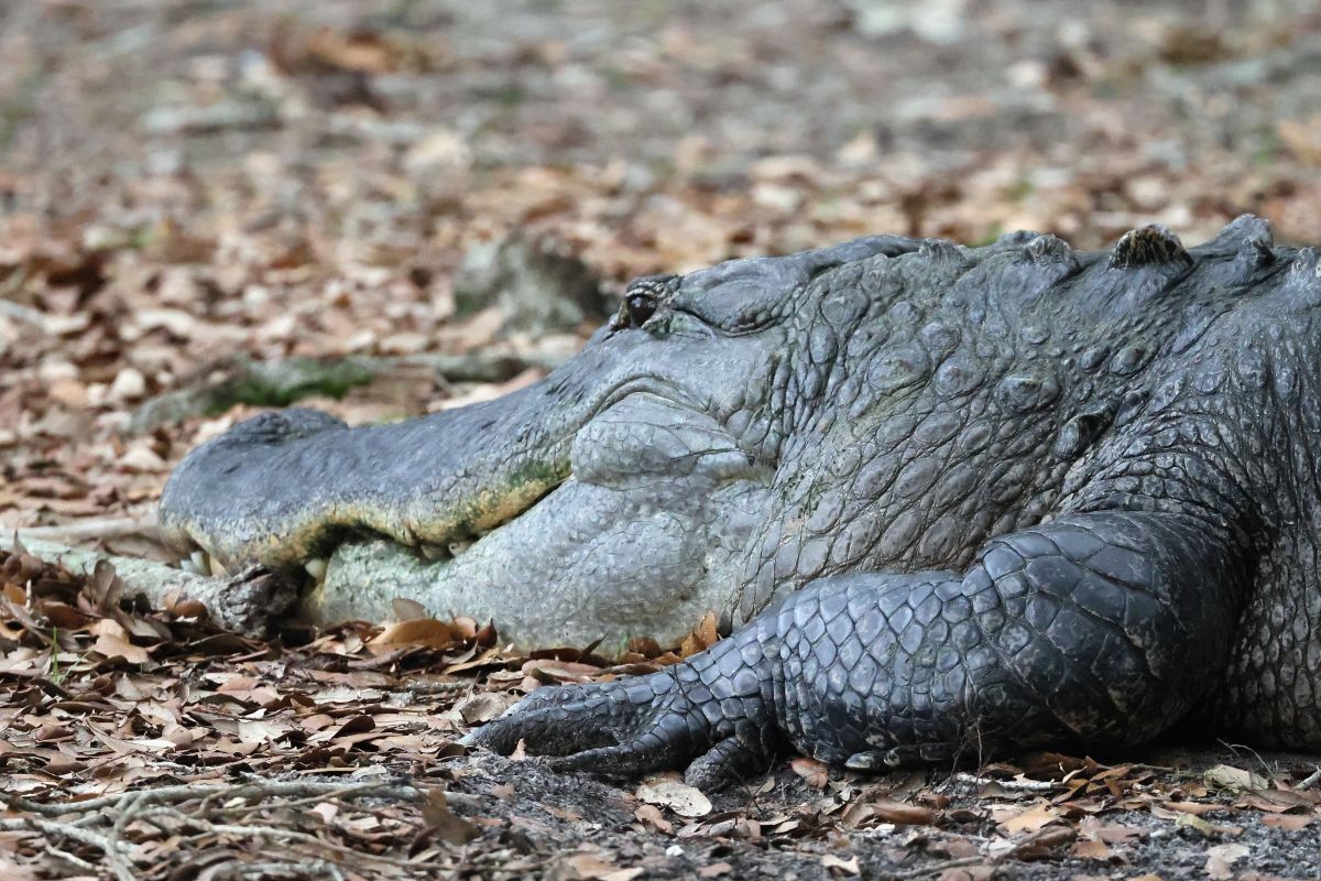 a-69-year-old-woman-has-died-after-being-attacked-by-an-alligator-while-walking-her-dog-in-south-carolina.