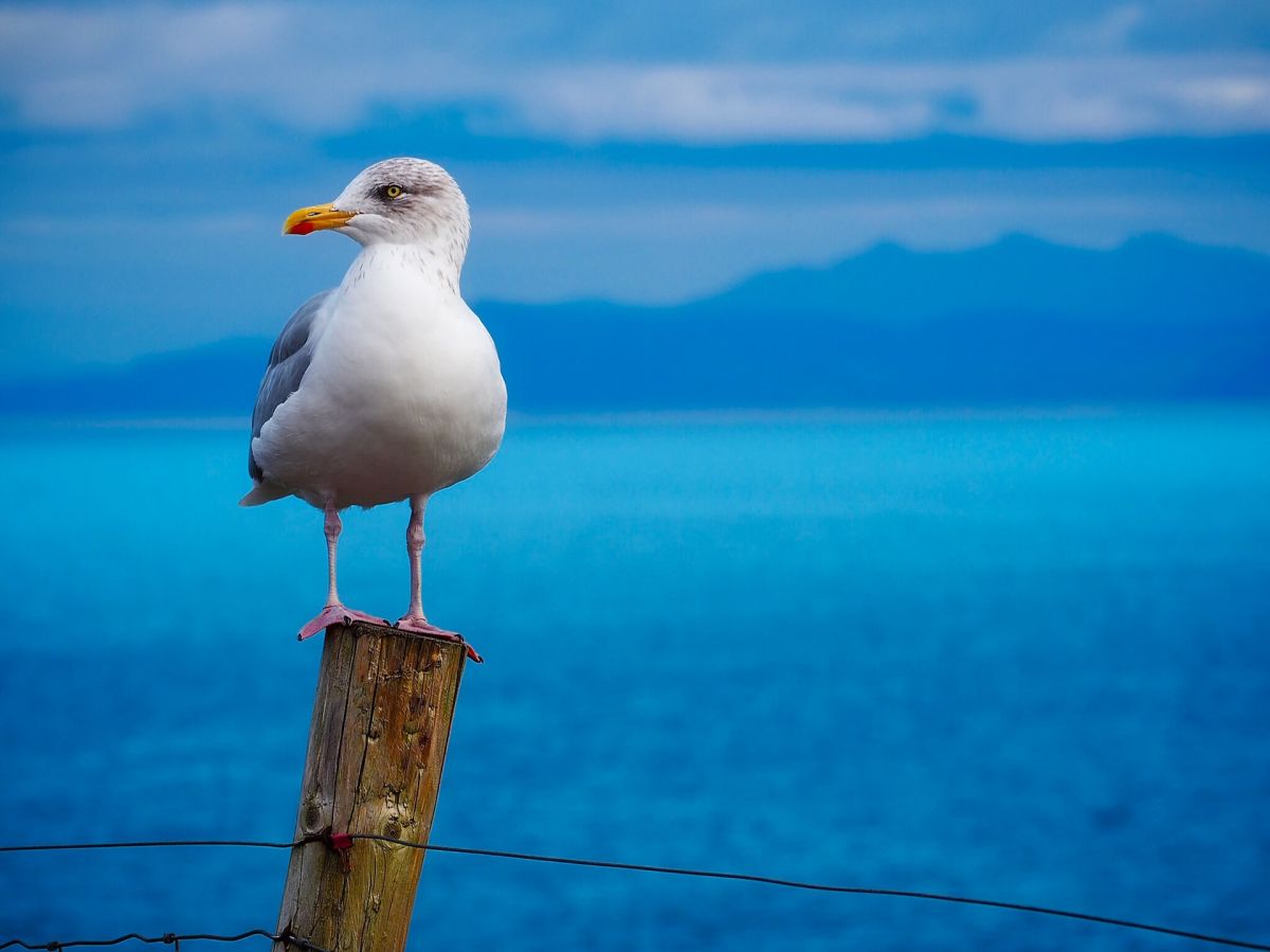 they-capture-on-video-the-moment-when-a-seagull-devours-an-entire-squirrel