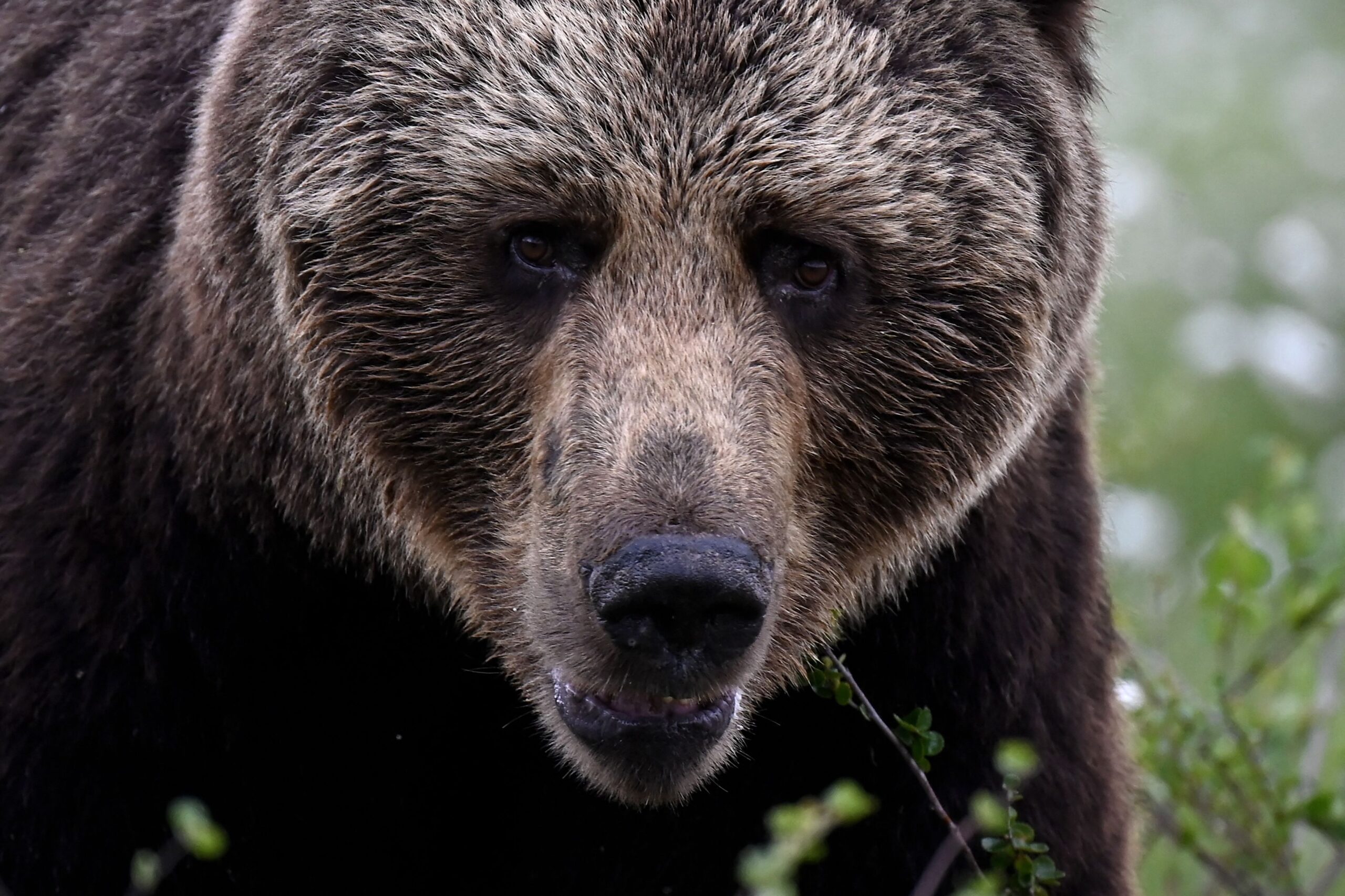 woman-found-dead-near-yellowstone-after-alleged-encounter-with-grizzly-bear