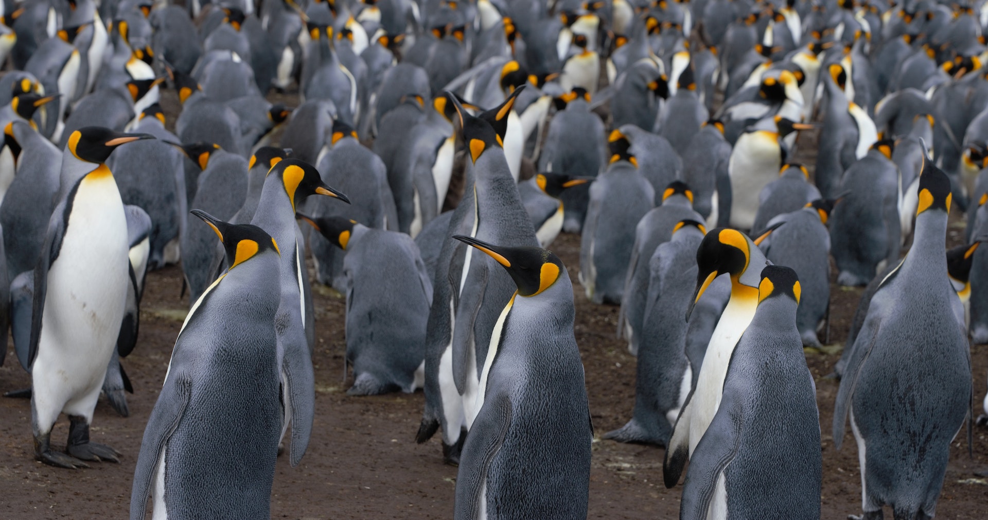 emperor-penguin-endangered-by-melting-ice-in-antarctica