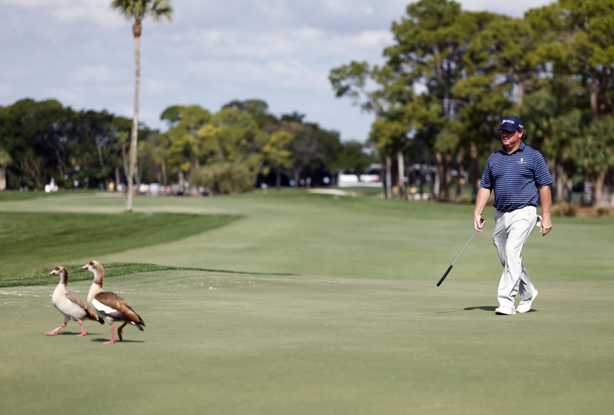 golfer-faces-animal-cruelty-charges-for-fatally-striking-a-goose-on-a-new-york-course