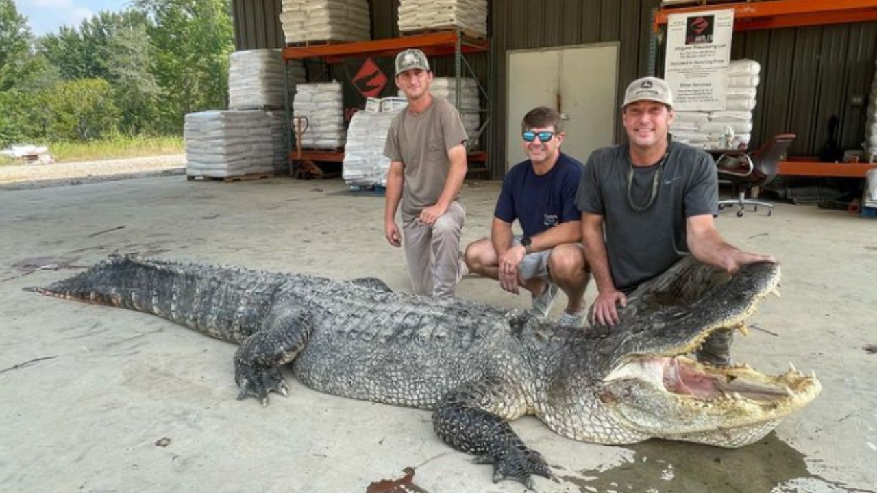 14-foot,-800-plus-pound-alligator-caught-in-mississippi