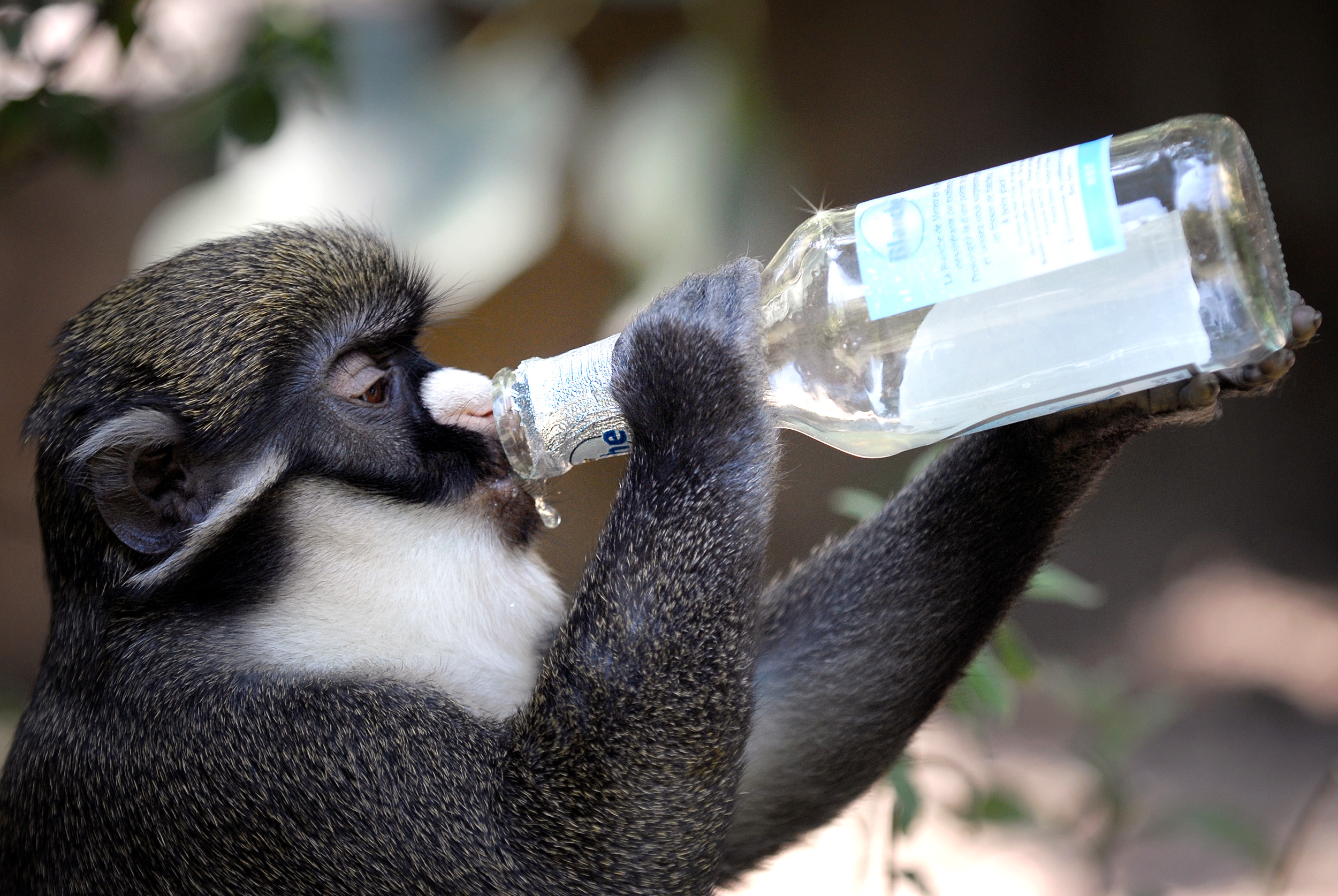 new-gene-therapy-cut-alcohol-consumption-by-90%-in-'addicted'-monkeys