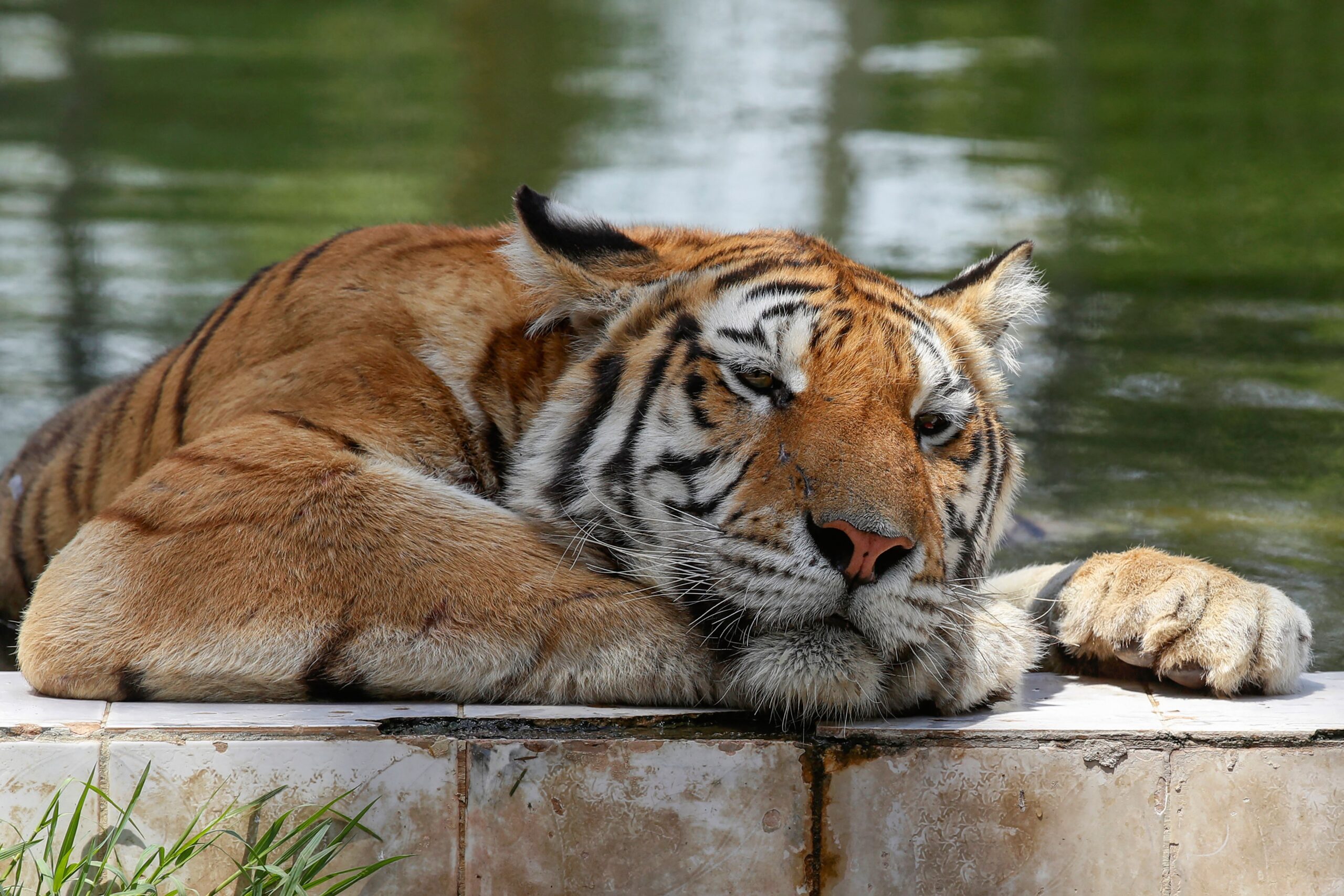 “rare-accident”-claims-the-life-of-an-amur-tiger-at-the-colorado-zoo