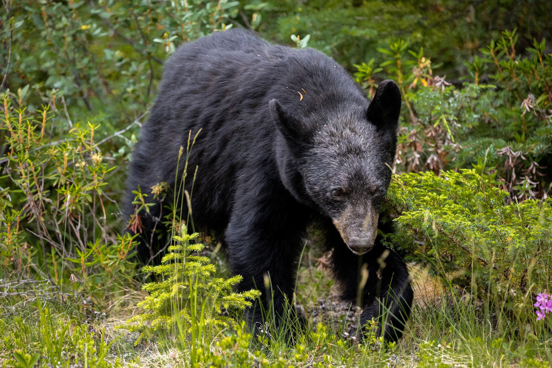 bear-surprises-family-having-a-picnic-in-nuevo-leon-park-and-steals-their-lunch