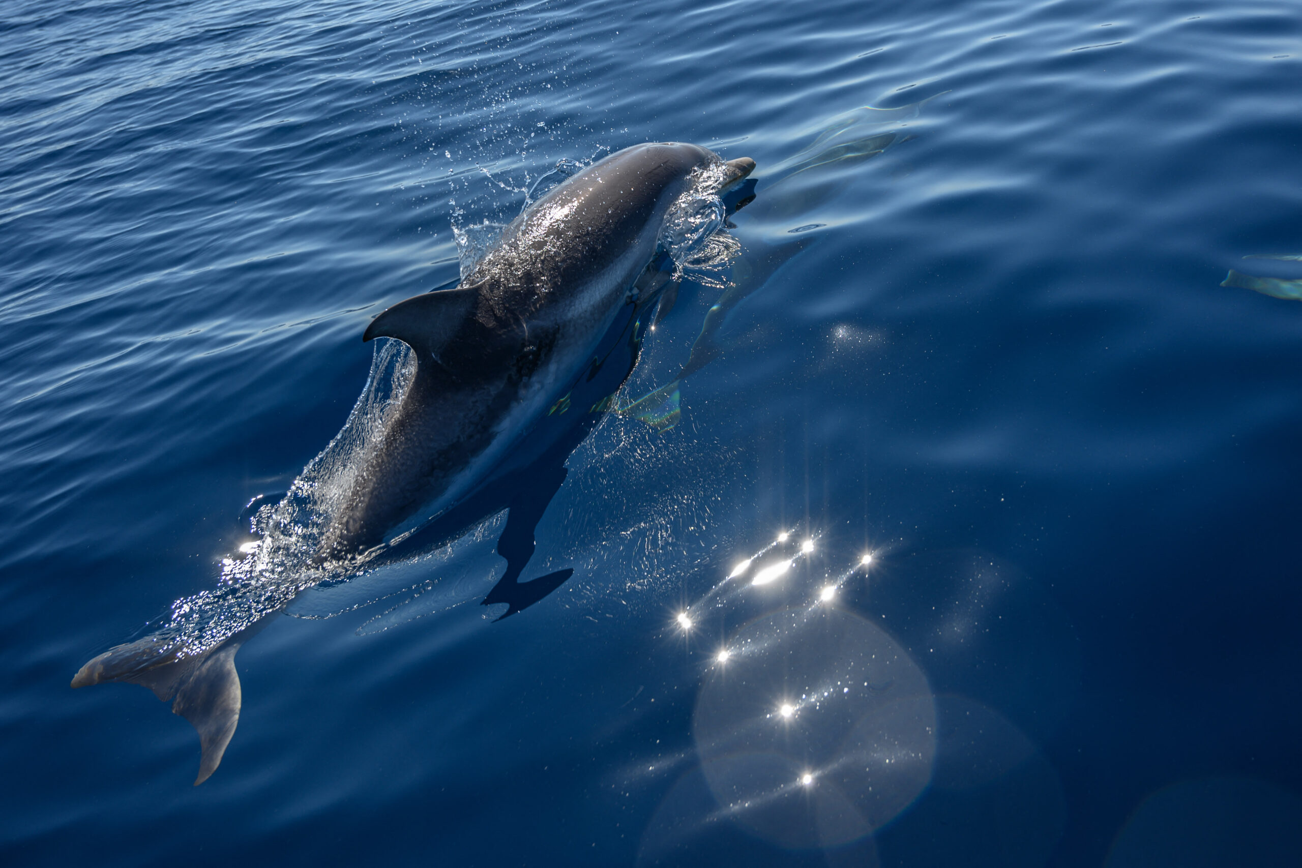 li'i-the-dolphin,-companion-of-beloved-orca-lolita,-finds-a-new-home-at-seaworld-san-antonio