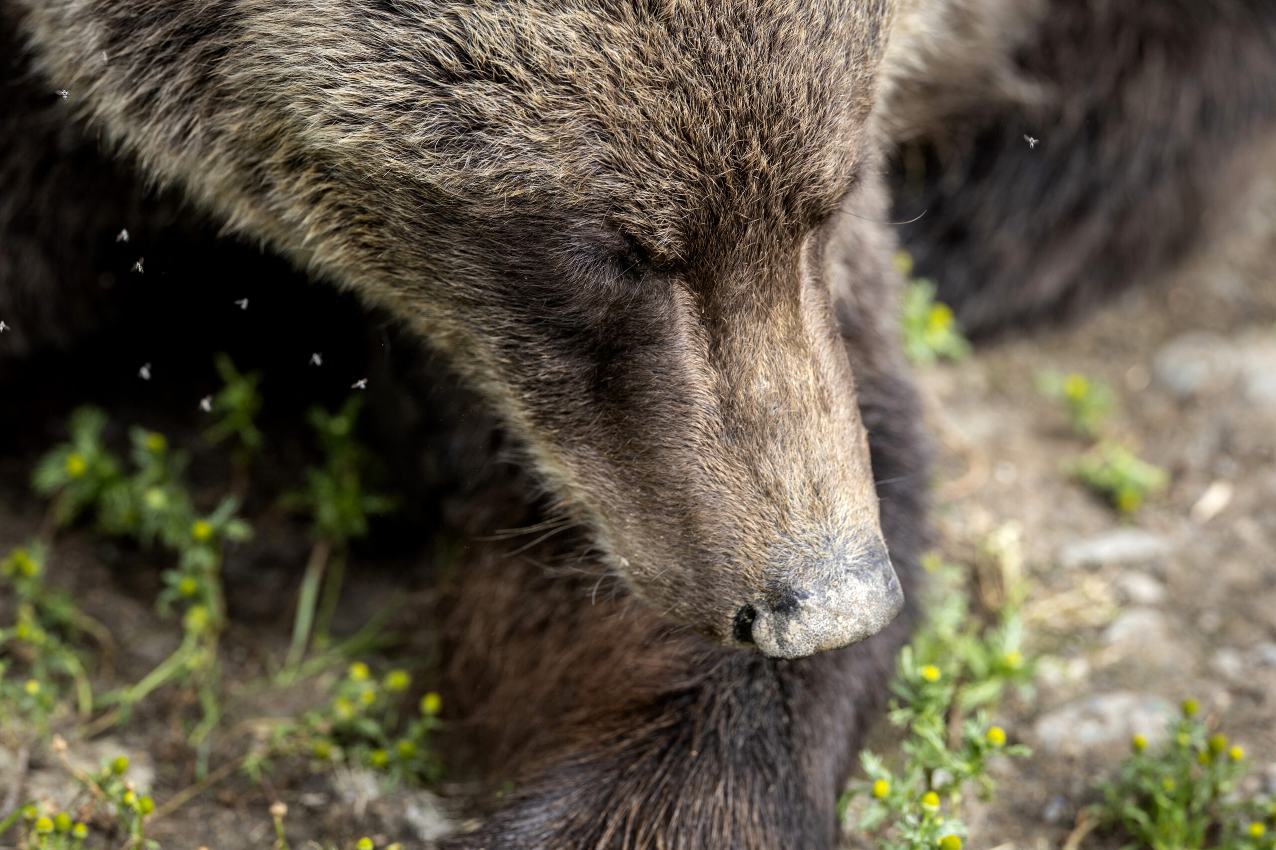 grizzly-bear-attack-claims-two-lives-in-canada's-banff-national-park