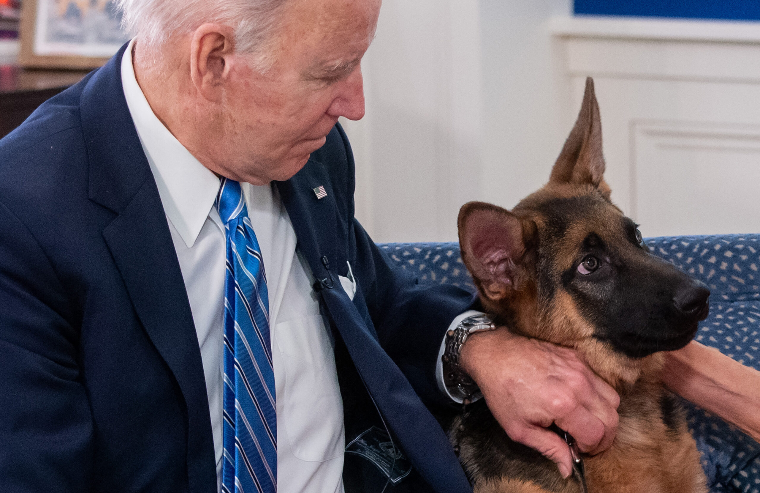 commander,-the-biden-family-dog,-is-expelled-from-the-white-house-after-biting-several-agents