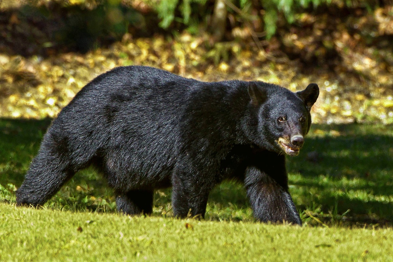 bear-enters-kitchen-of-luxury-aspen-resort-and-attacks-security-guard