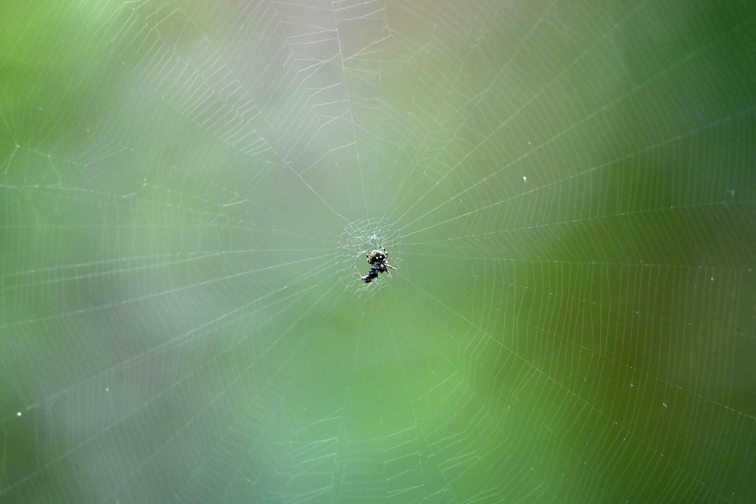 video:-they-discover-a-spider-and-its-exoskeleton-inside-the-ear-of-a-woman-who-“heard-strange-sounds”