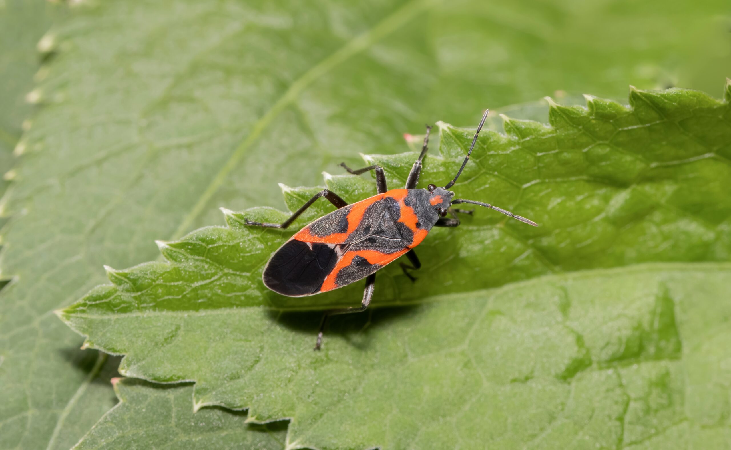 this-is-the-insect-that-hides-in-your-house-every-winter:-where-to-find-them-and-how-to-eradicate-them