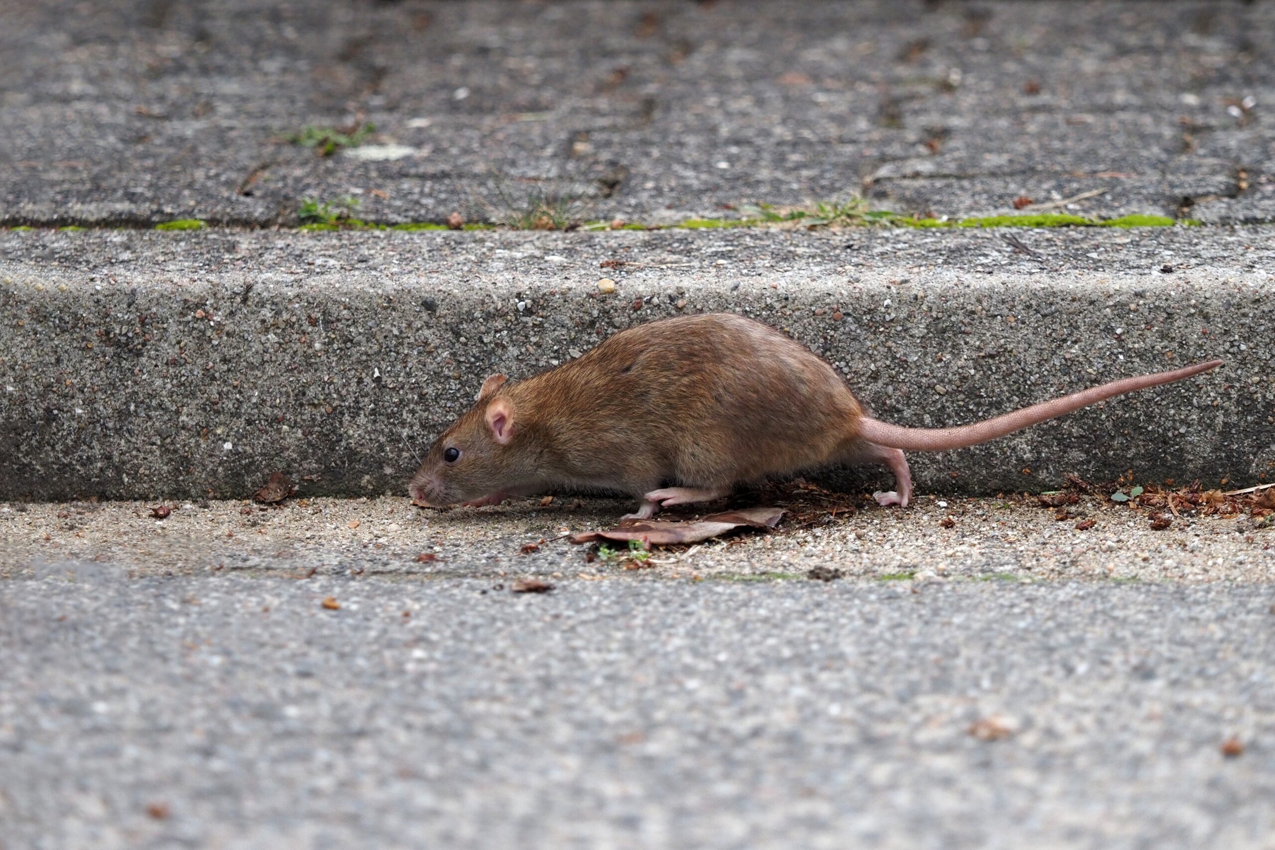 they-catch-a-rat-climbing-the-leg-of-a-man-who-was-walking-through-the-streets-of-boston