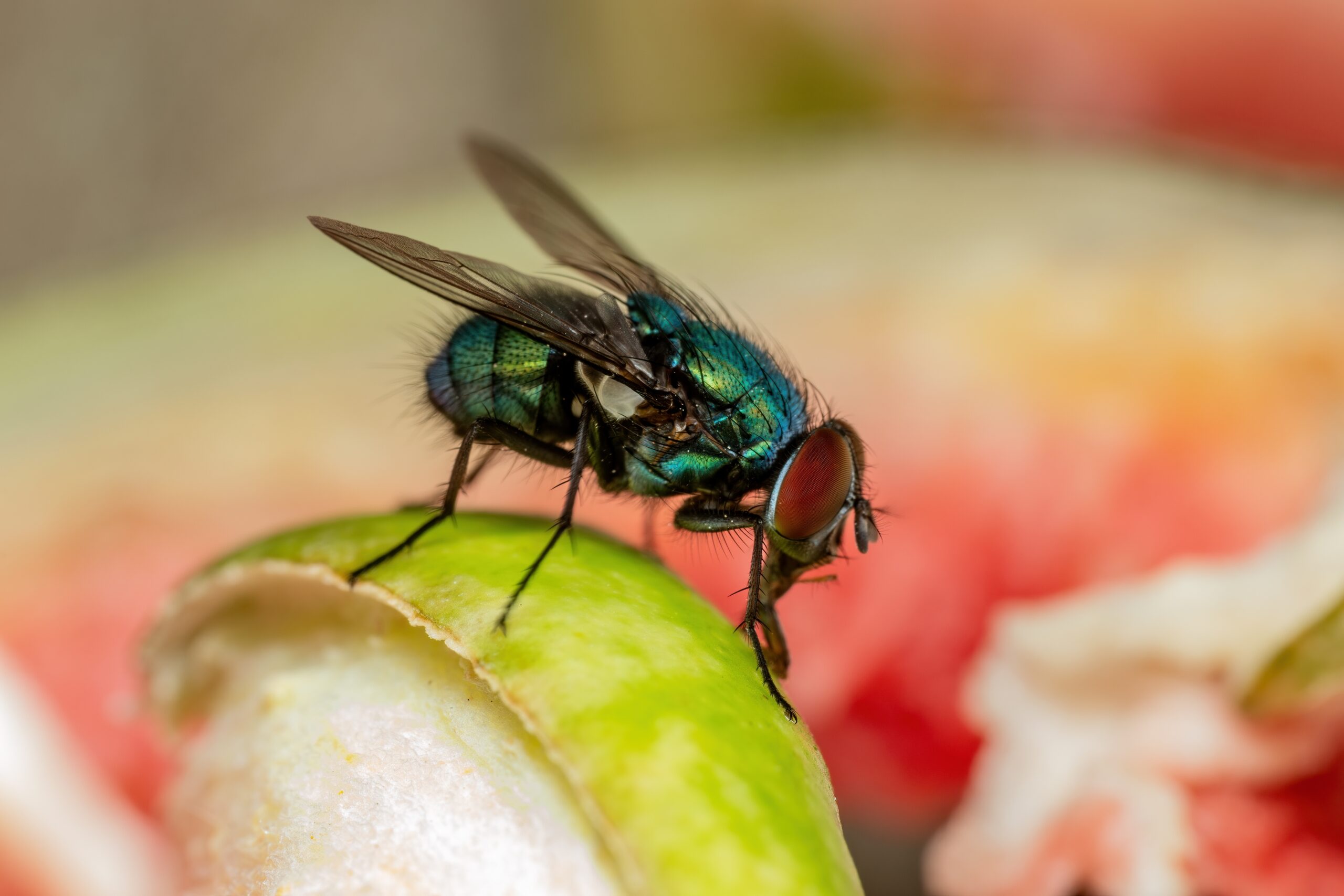 fly-discovered-in-missouri-man's-intestine