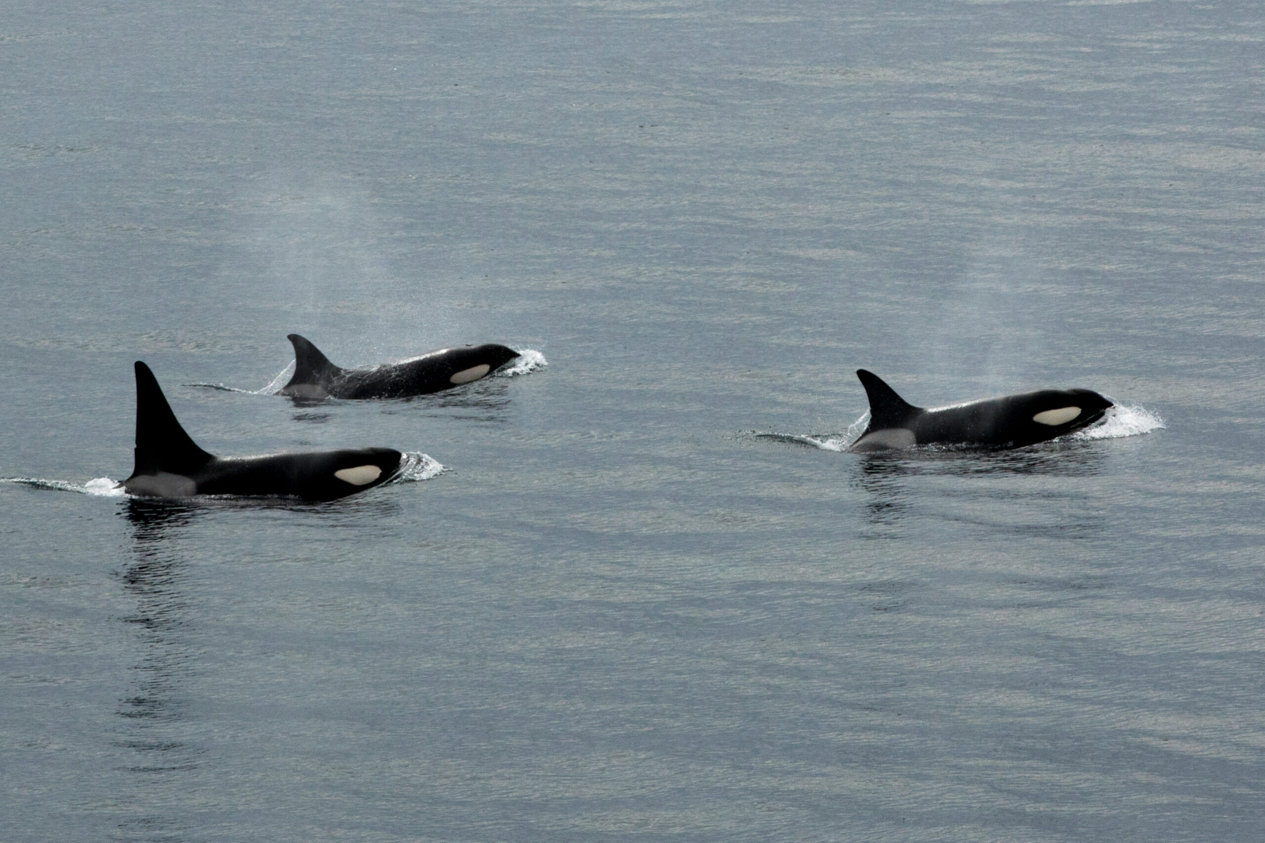 video-shows-the-desperation-of-a-group-of-orcas-in-japan-trying-to-survive-after-being-trapped-in-the-ice