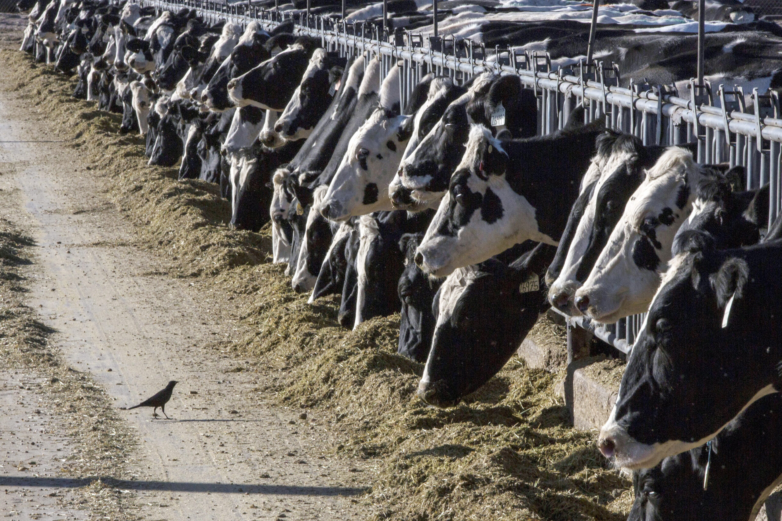 texas-man-diagnosed-with-bird-flu-after-coming-into-contact-with-infected-dairy-cows