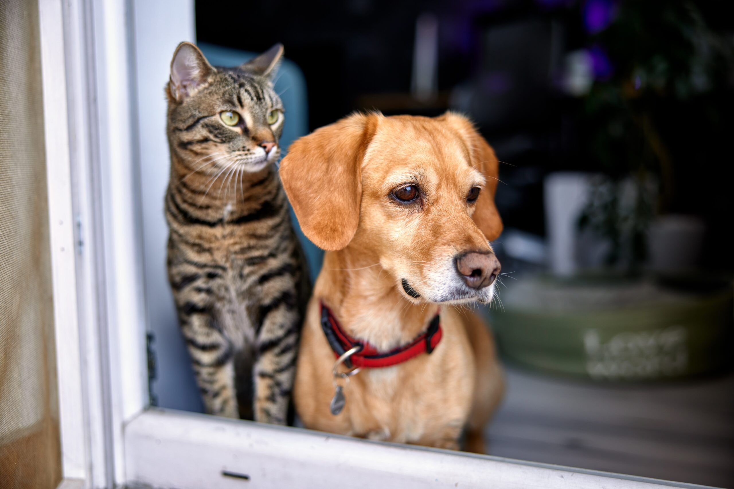 7-tips-to-protect-your-pets-during-an-earthquake-in-new-york,-according-to-chat-gpt