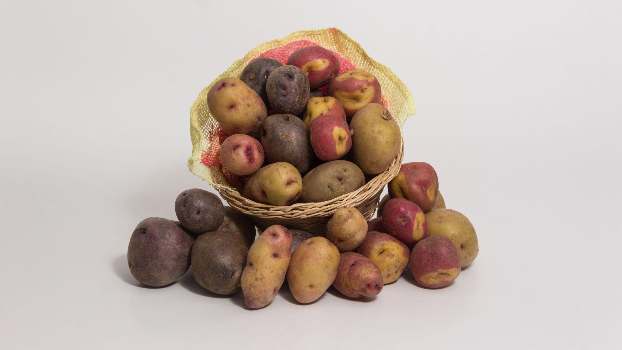 what-is-the-“matilde”-potato-created-by-scientists-in-peru-and-what-does-it-have-to-do-with-disaster-proof-crops?