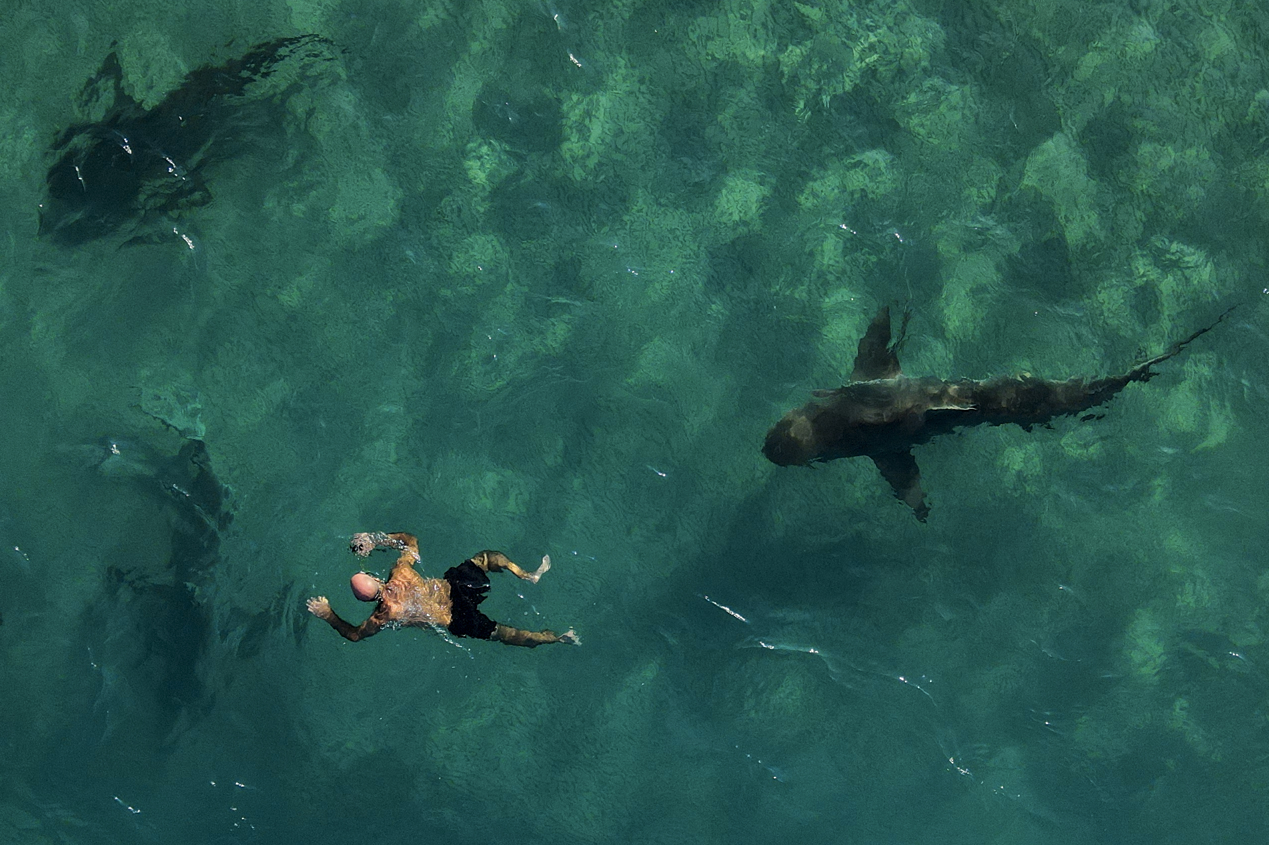 three-people-were-injured-in-florida-by-a-shark-attack-on-two-different-beaches