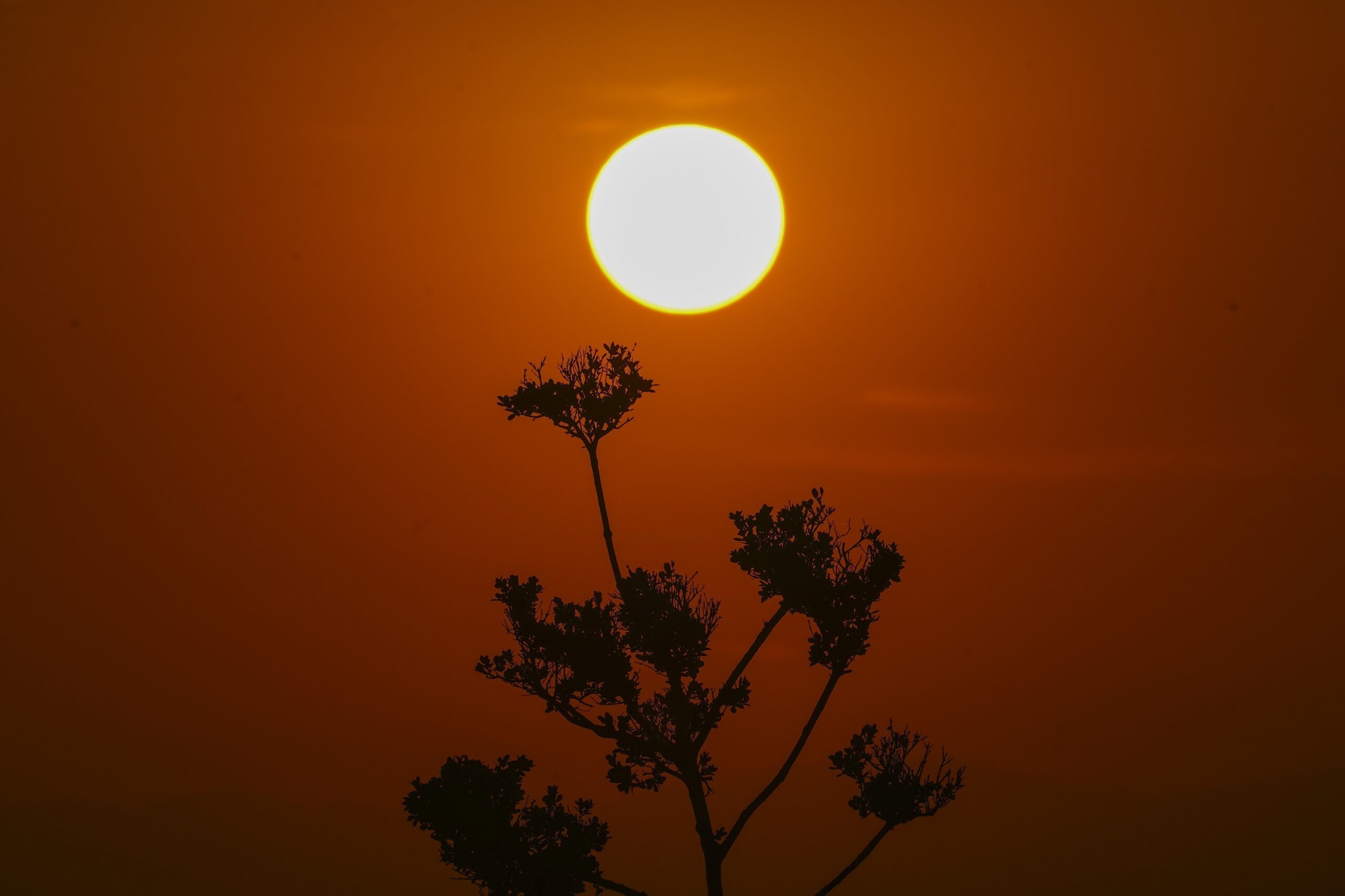 the-united-states-will-face-high-temperatures-on-independence-day