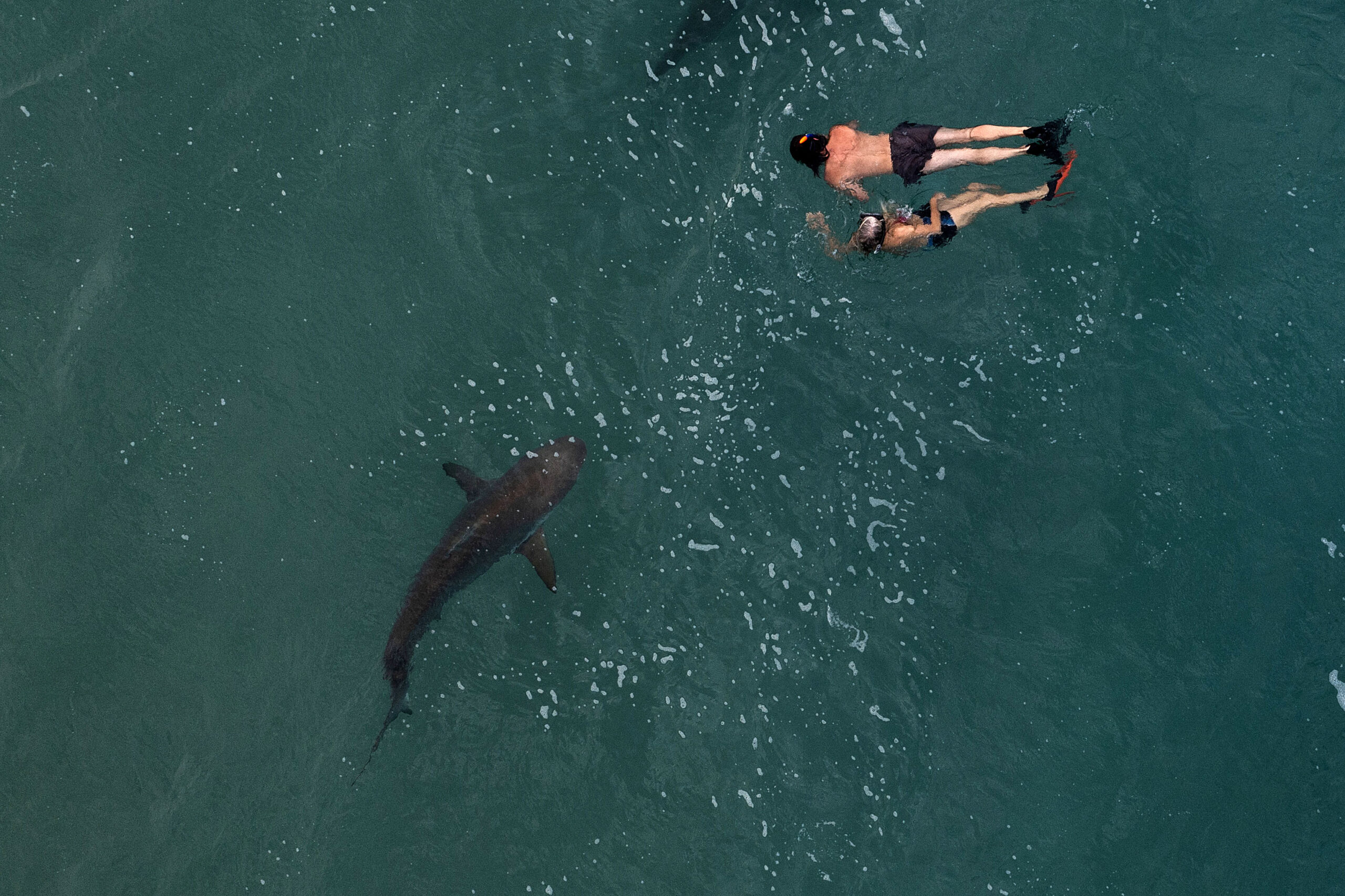 shark-attacks-four-swimmers-on-south-padre-island-in-texas