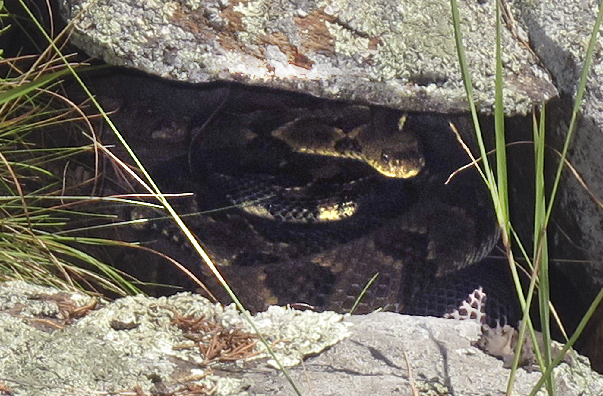 strange-creature-reappears-in-china's-mountains-after-decades-of-hiding