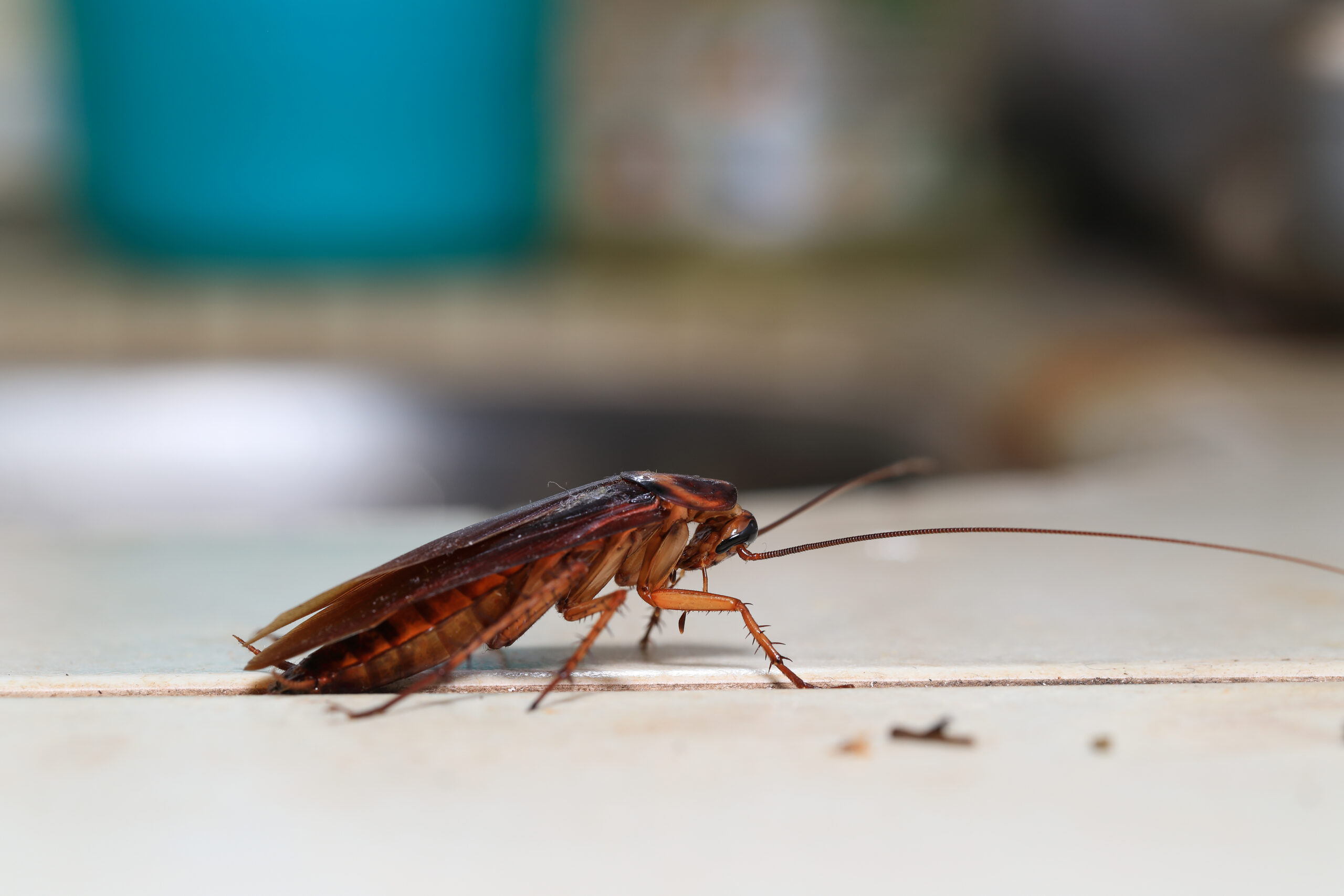 the-main-animal-pests-affecting-the-inhabitants-of-the-united-states