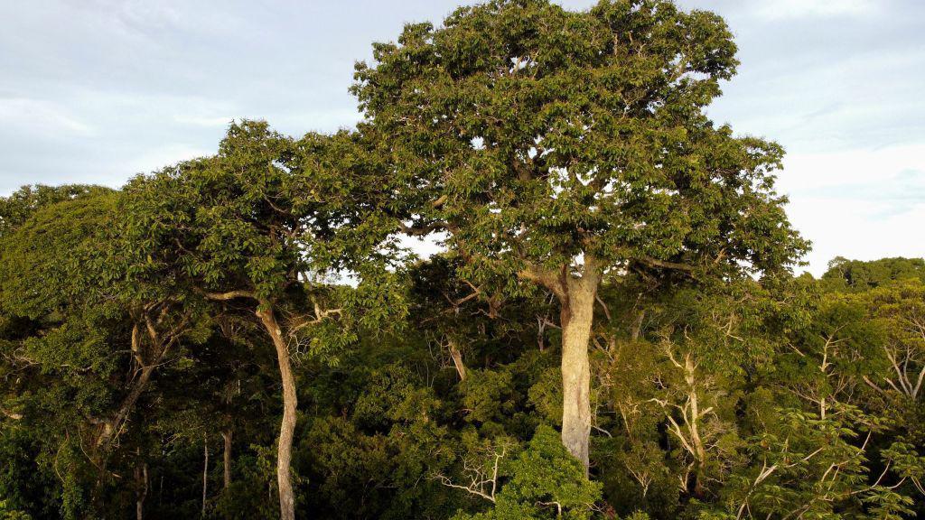 trees-also-absorb-methane:-what-it-means-in-the-fight-against-climate-change