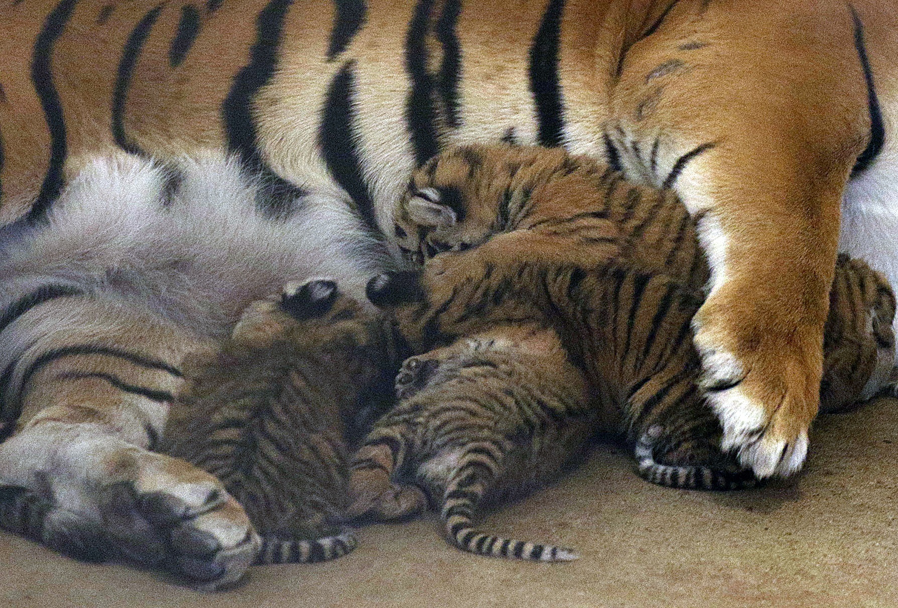 woman-enters-tiger-yard-at-new-jersey-zoo:-unusual-video