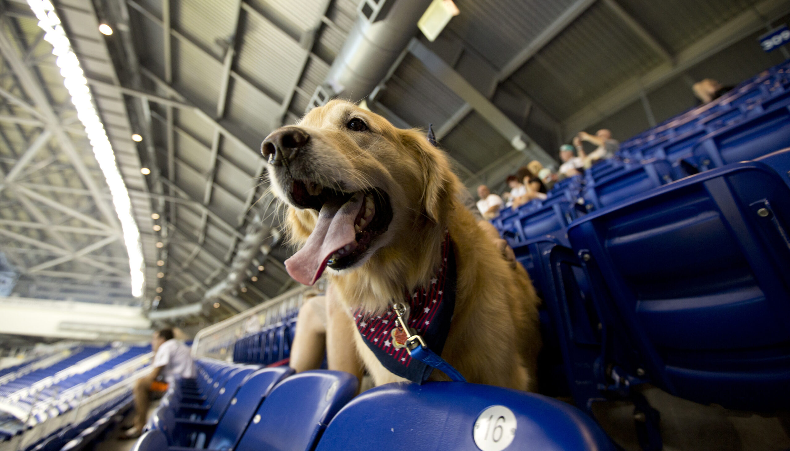 dog-steals-the-show-in-minor-leagues-by-working-as-bat-dog-[video]